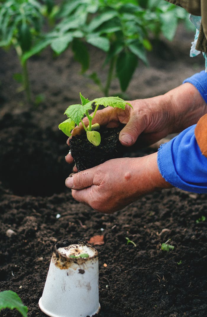 who-we-are Close-up of hands planting a young vegetable seedling in rich soil, representing growth and nature.